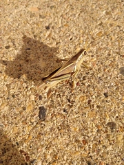 Melanoplus bivittatus