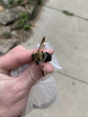 Xylocopa virginica