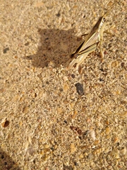 Melanoplus bivittatus