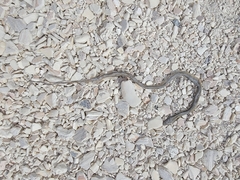 Thamnophis saurita