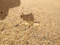 Melanoplus bivittatus