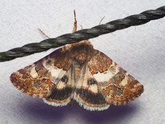 Schinia vacciniae