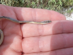 Thamnophis saurita
