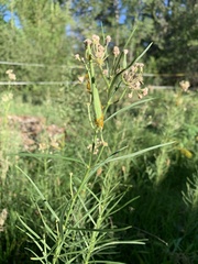 Asclepias subverticillata