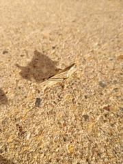 Melanoplus bivittatus