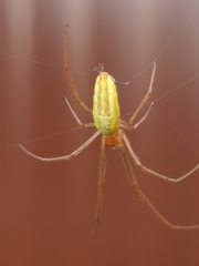 Tetragnatha extensa