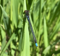 Erythromma najas