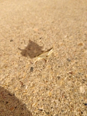 Melanoplus bivittatus