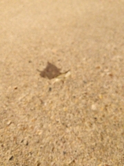 Melanoplus bivittatus