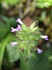 Clinopodium chinense
