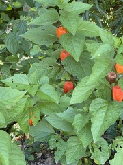 Alkekengi officinarum