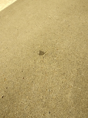 Melanoplus bivittatus