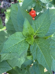 Alkekengi officinarum