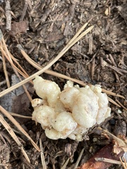Didymium mucilago