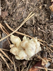 Didymium mucilago