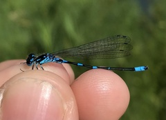 Coenagrion pulchellum