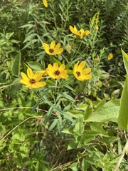 Coreopsis tripteris
