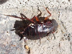 Blatta orientalis