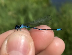 Coenagrion pulchellum
