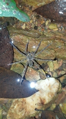 Dolomedes