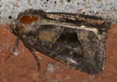 Oligia obtusa