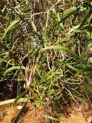 Acacia salicina
