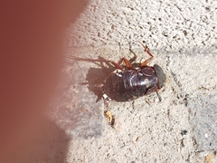 Blatta orientalis