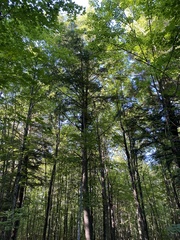 Tsuga canadensis