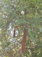 Leucaena leucocephala
