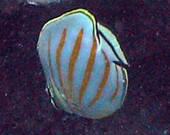 Chaetodon ornatissimus