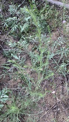 Artemisia marschalliana