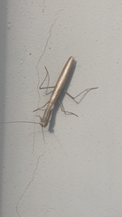 Mantodea