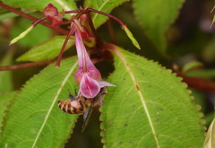 Apis cerana