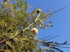 Leucaena leucocephala
