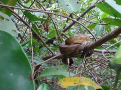 Corallus ruschenbergerii