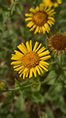 Pulicaria dysenterica