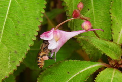 Apis cerana