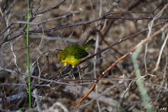 Setophaga petechia aureola