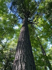 Tsuga canadensis
