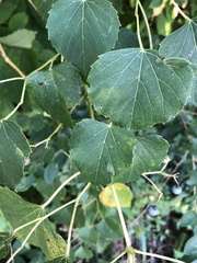 Ampelopsis