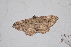 Rheumaptera meadii