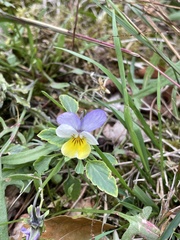 Viola tricolor