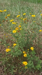 Pulicaria dysenterica
