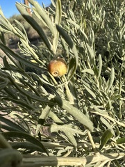 Asphondylia atriplicis