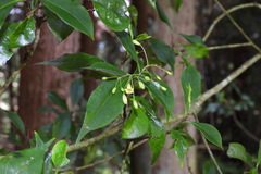 Pittosporum illicioides