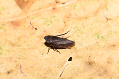 Aphrodes