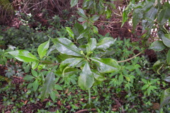 Pittosporum illicioides
