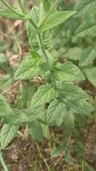 Pulicaria dysenterica
