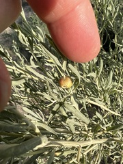 Asphondylia atriplicis