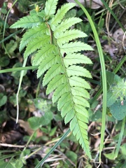 Polystichum mayebarae